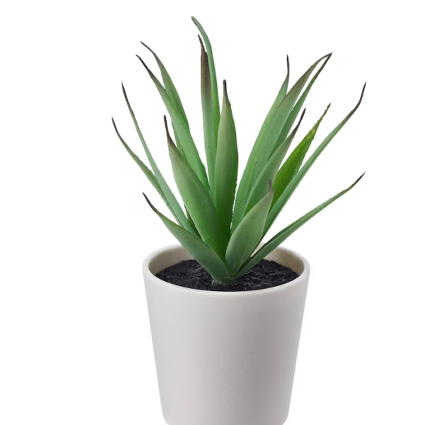 plants