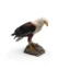 african-fish-eagle(Haliaeetus vocifer)