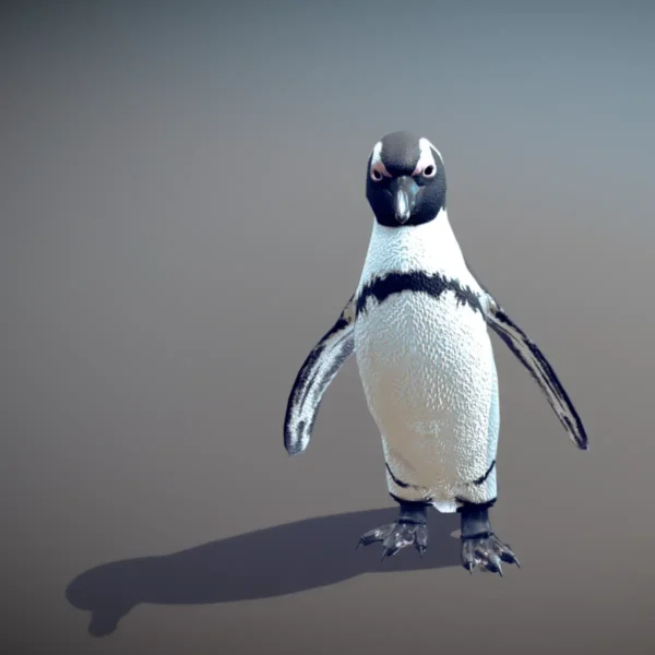 African penguin Low poly