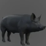male pig