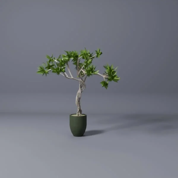 ficus benjamina tree