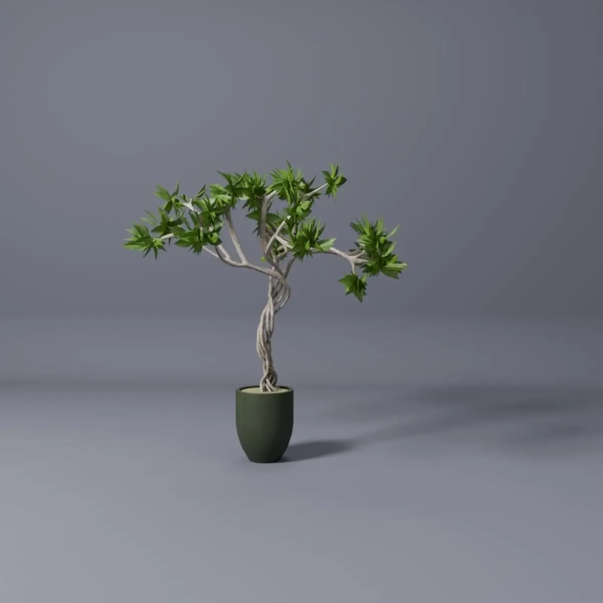 ficus benjamina tree