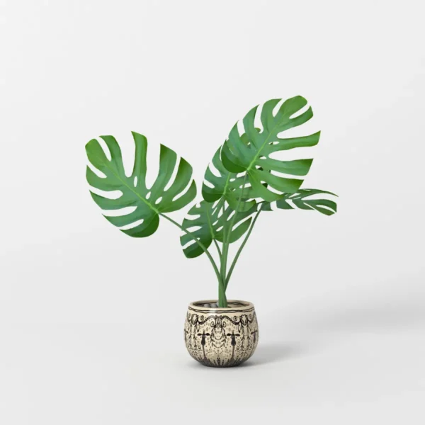 Home Potted Monstera Tree 3D Model