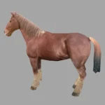 horse animals
