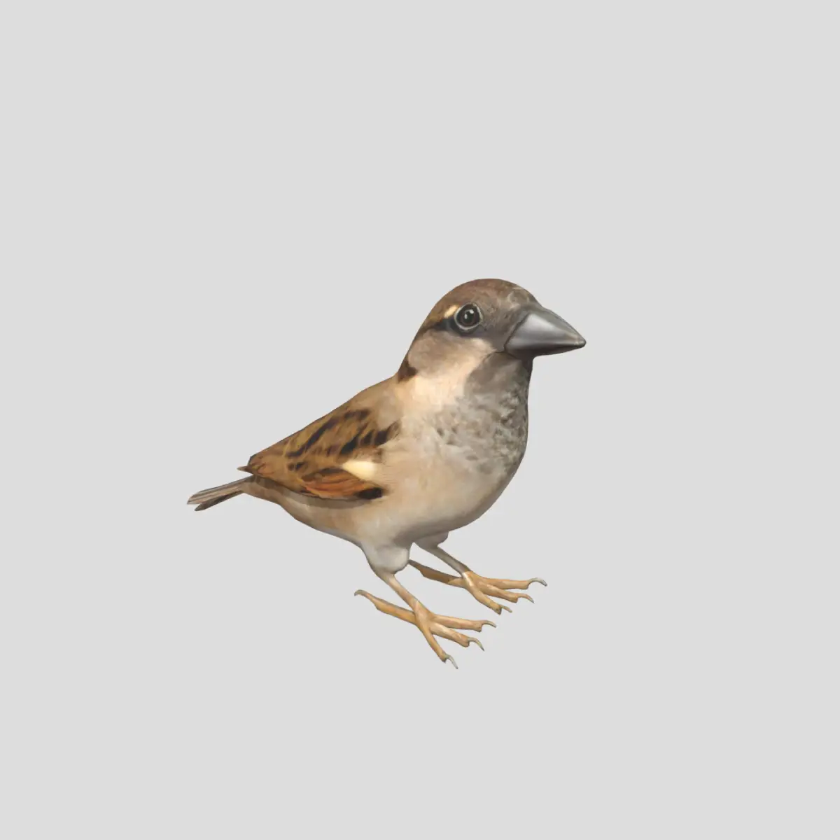 sparrow free download