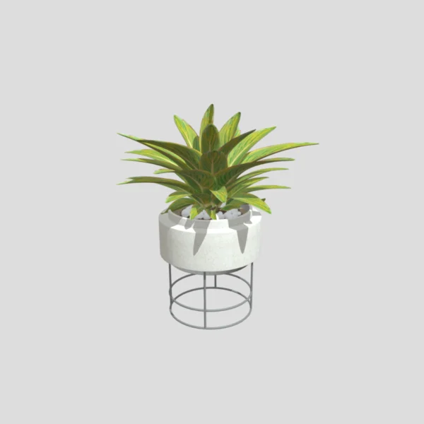 Indoor  Plant 3D Model