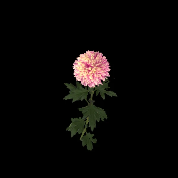 Pink Colour Japanese Chrysanthemum