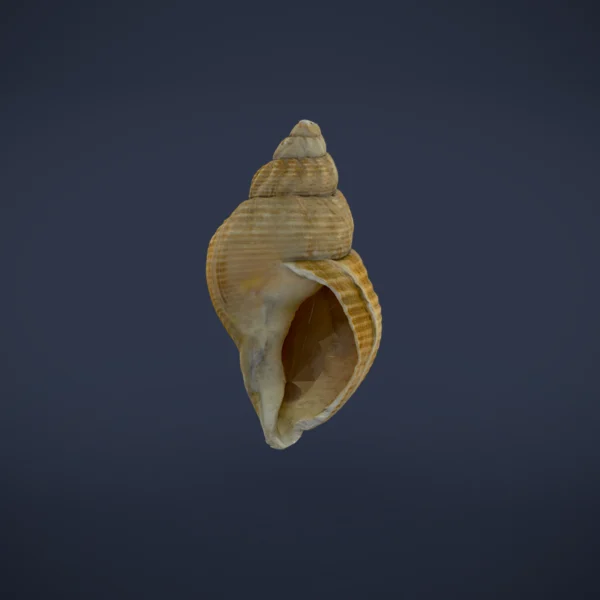 Sea Snail Shell